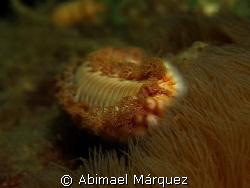 Bearded Fireworm, Cerro Gordo, Vega Alta by Abimael Márquez 
